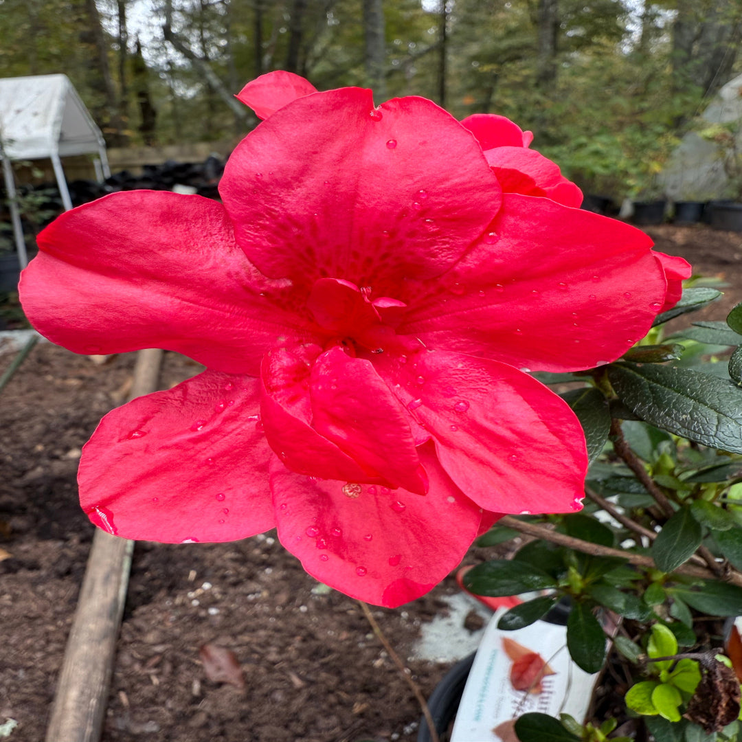 Dwarf Autumn Bonfire Encore Azalea