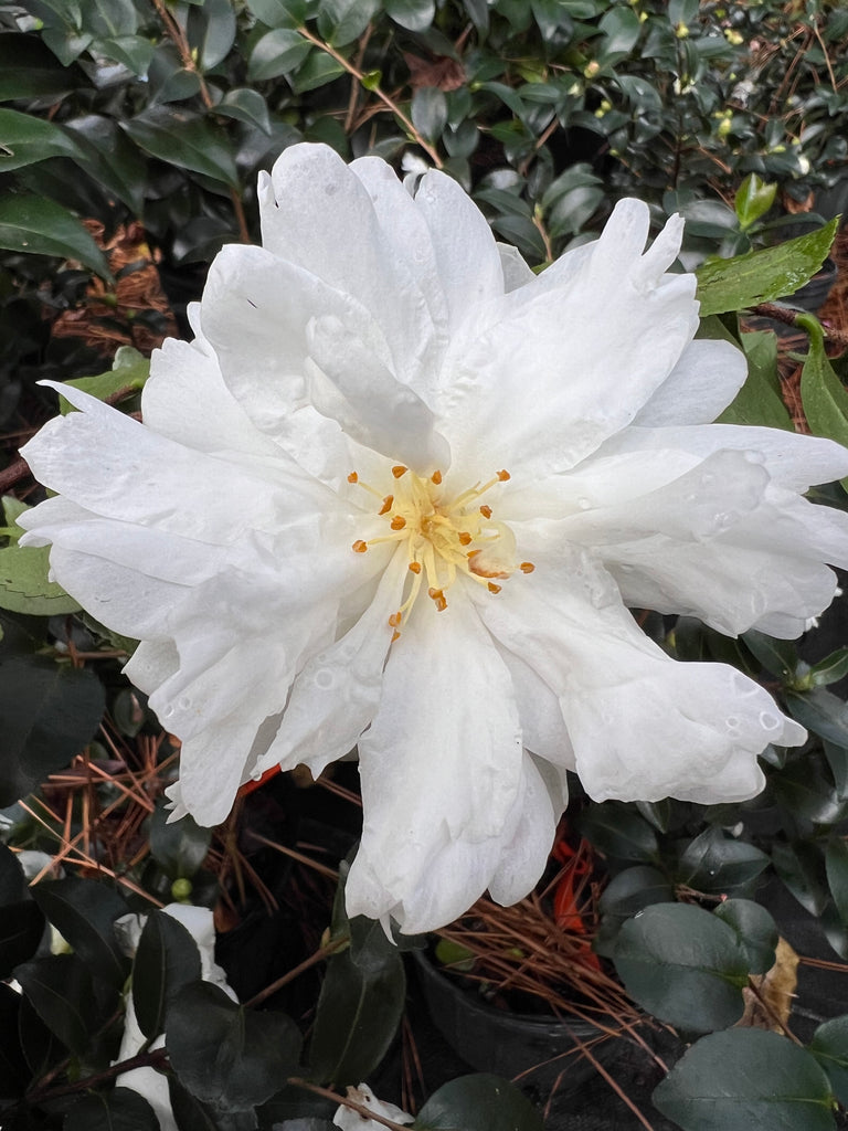 Mine-No-Yuki Camellia-Elegant Snow