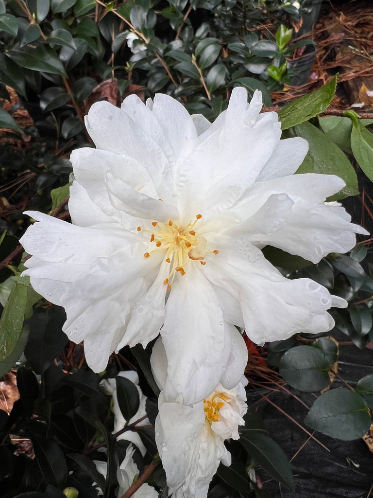 Mine-No-Yuki Camellia-Elegant Snow