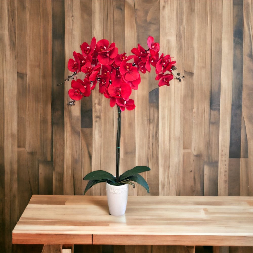Gorgeous Real Red touch Orchid with 9 Flowers in Ceramic Pot