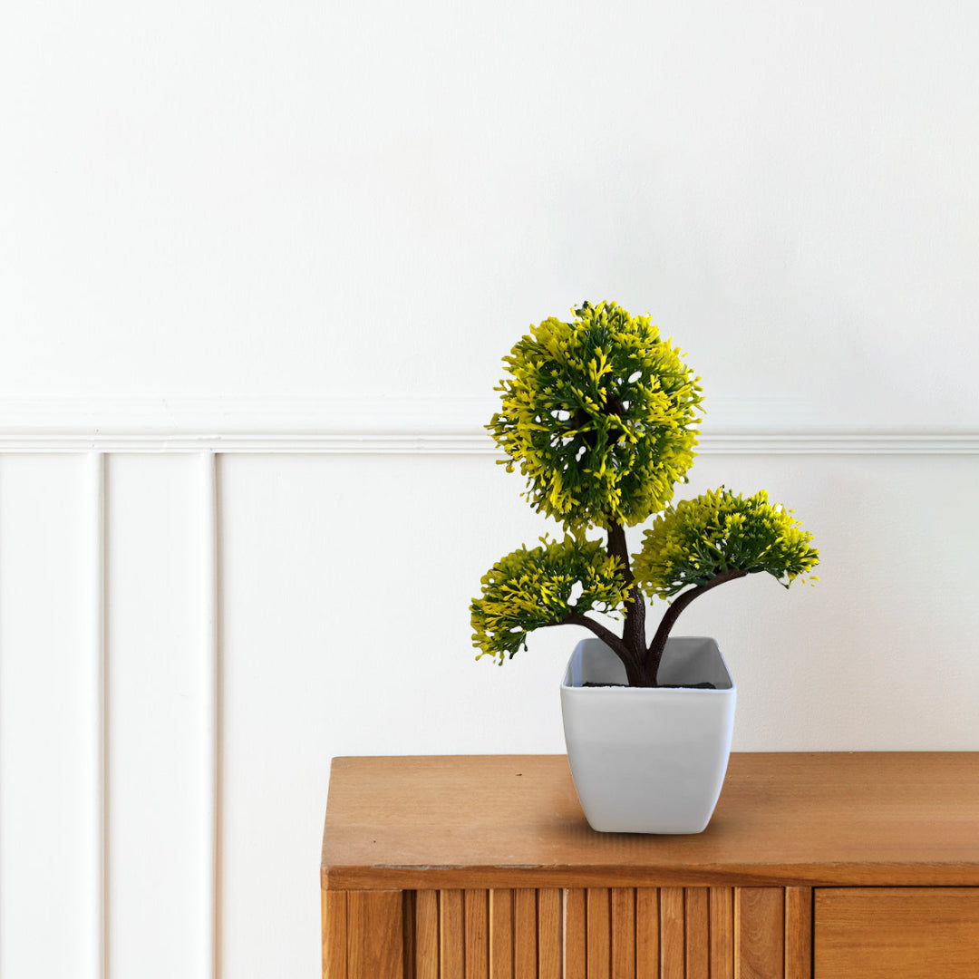 Gorgeous Bonsai in various colors ~ The Perfect Gift