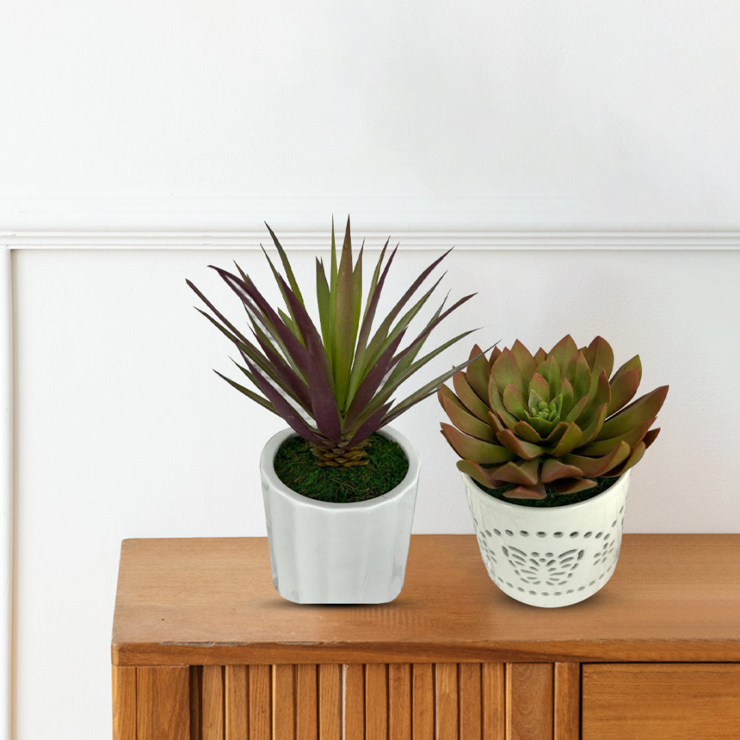 Gorgeous Succulents in Ceramic Pot-Good Gift