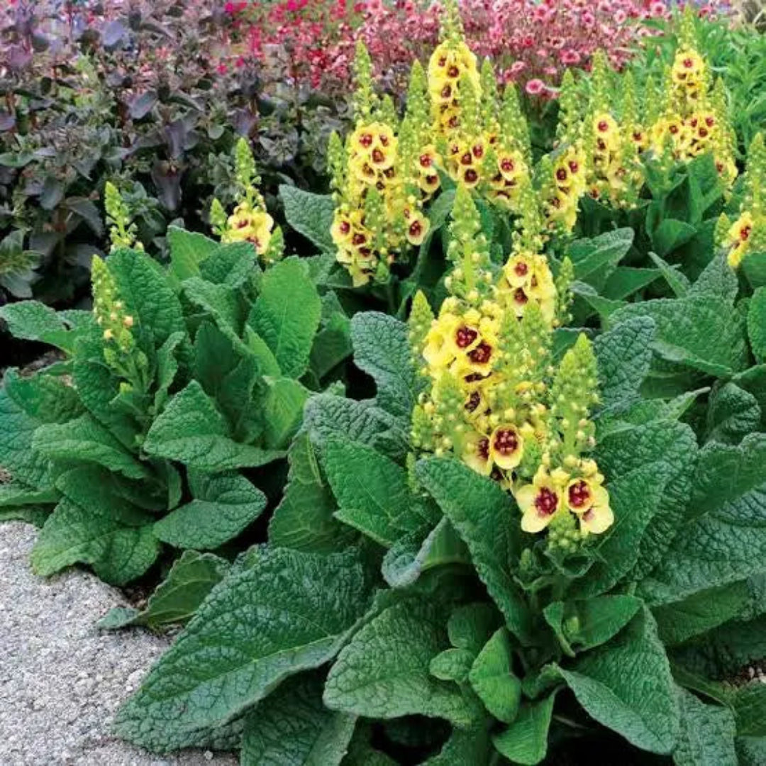 Verbascum &