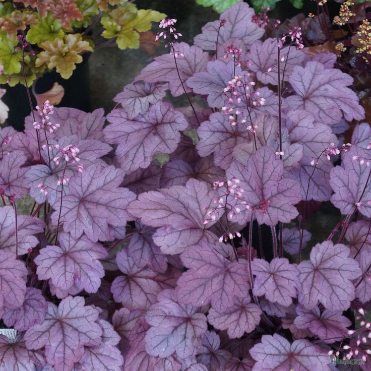 Heuchera X Villosa Georgia Plum