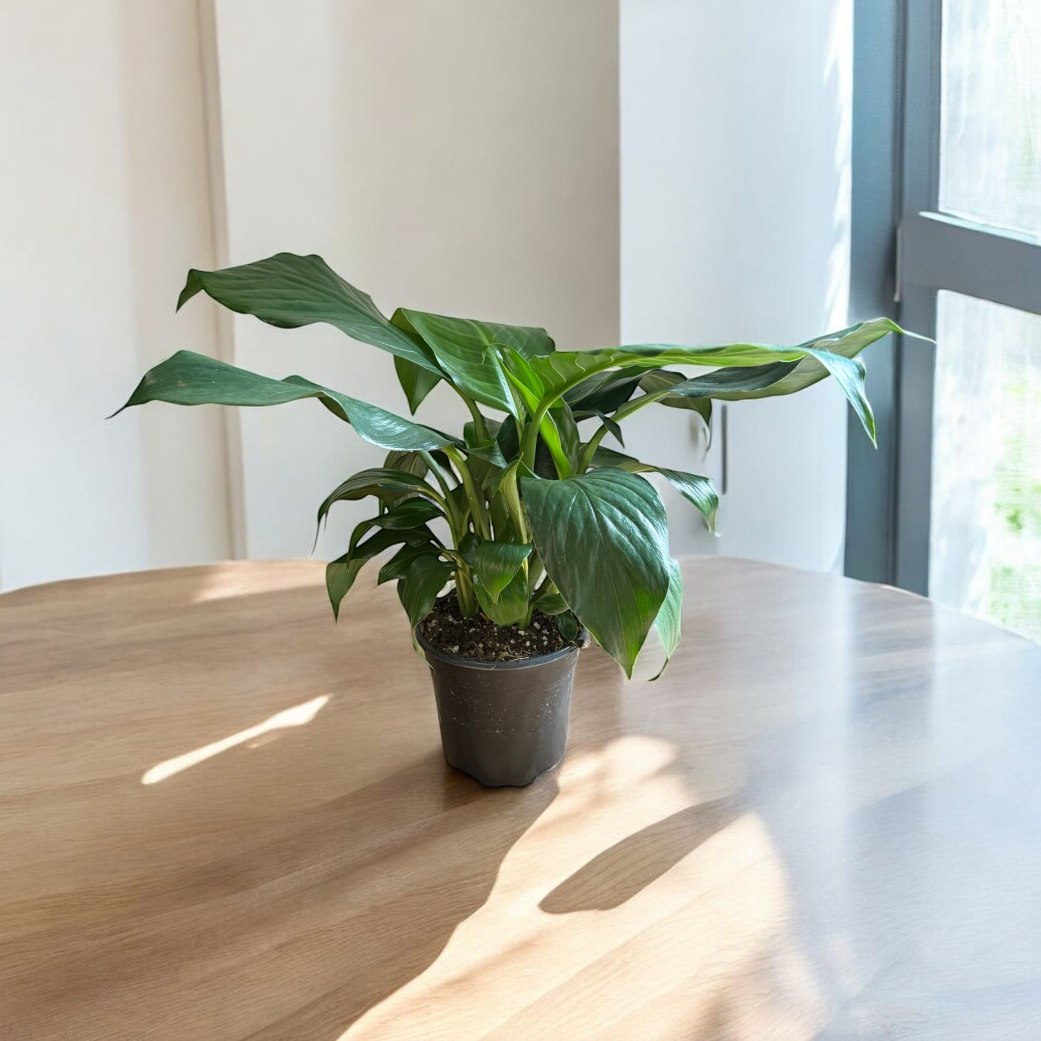 Peace Lily (Live Indoor Plant)