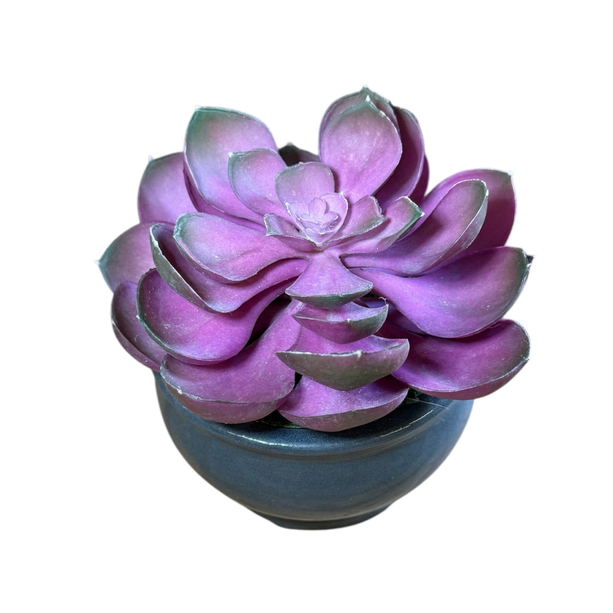 Echeveria succulent plant in gray ceramic pot