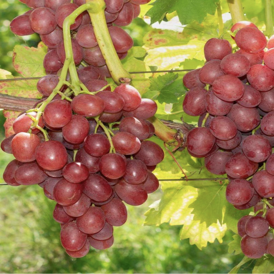 Einset Red Seedless Grape Vine