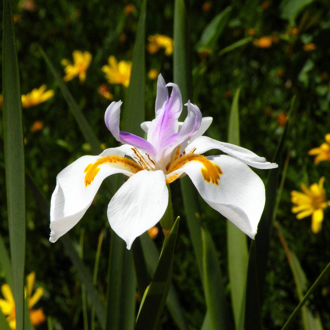 African Iris ( Yellow Flag )