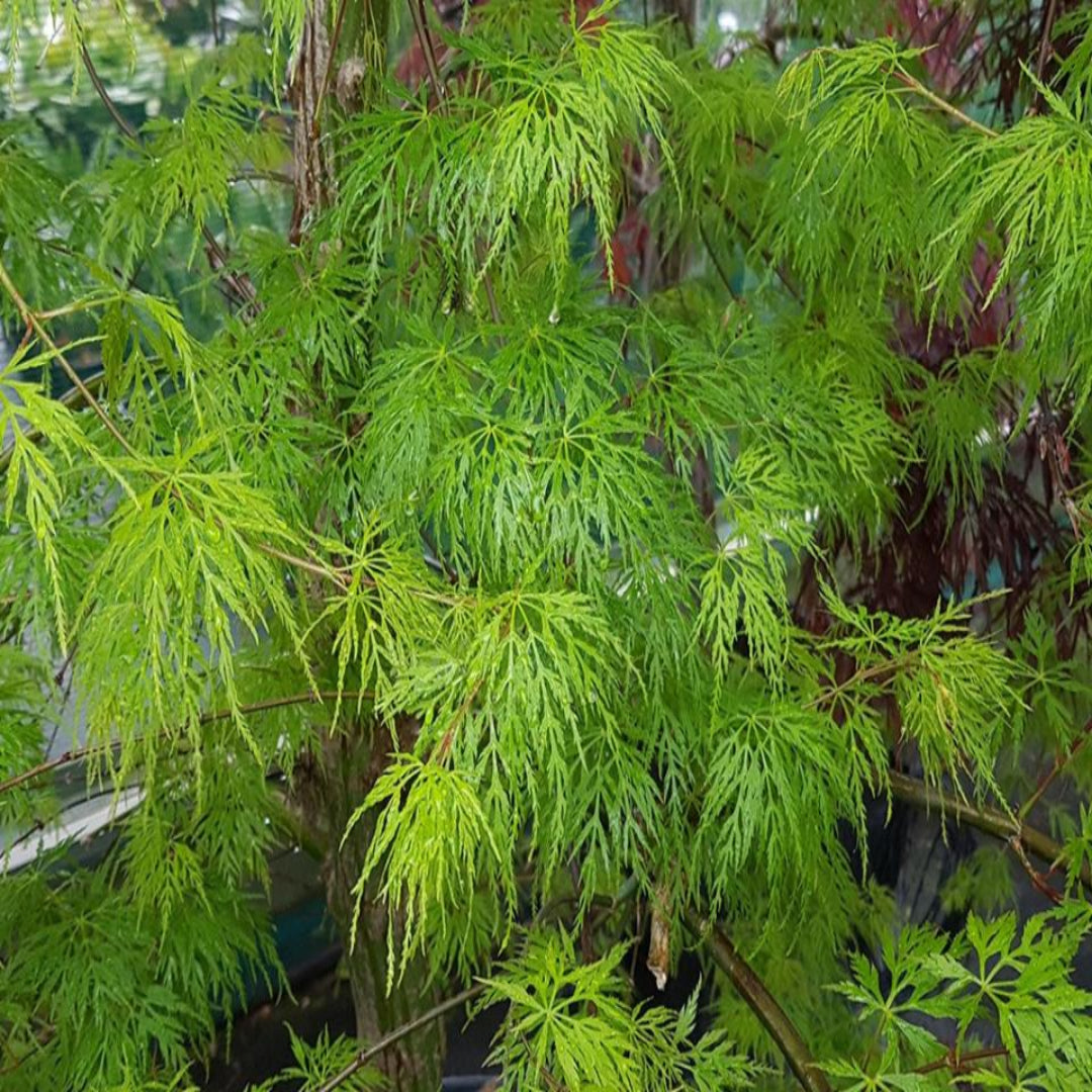 Emerald Lace Japanese Maple