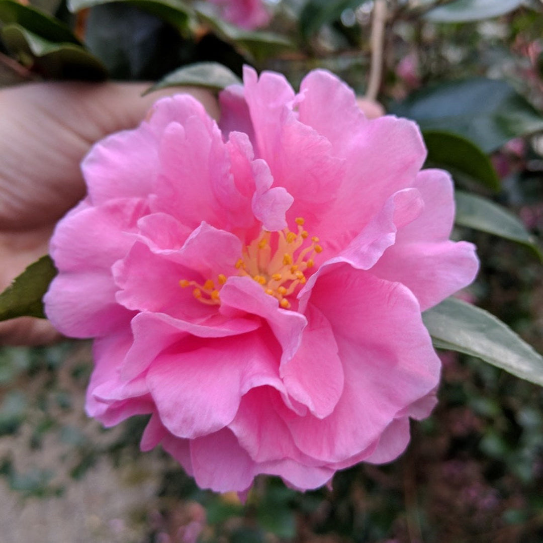 Agnes O. Solomon Camellia