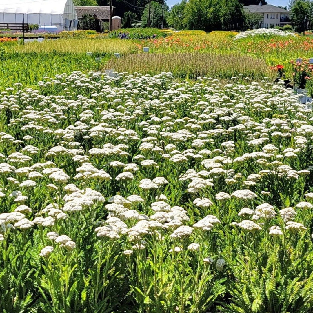 Achillea &