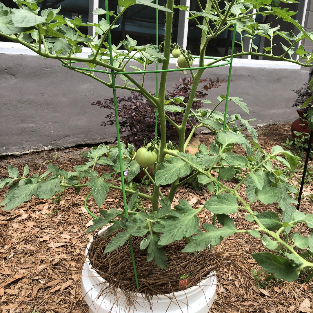 Tomato Plant &