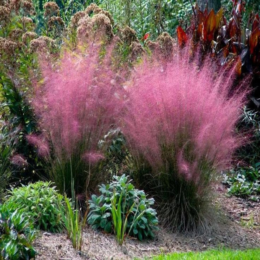 Muhlenbergia Capillaris Pink Muhly Grass