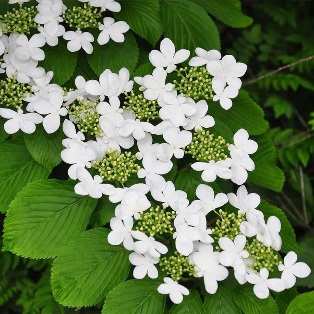 Shasta Viburnum Shrub