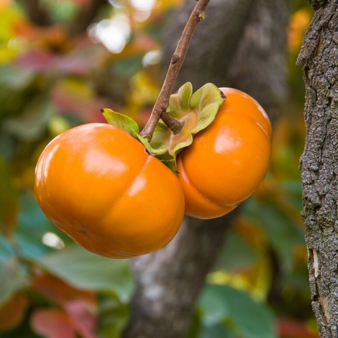 Jiro Fuyu Japanese Persimmon