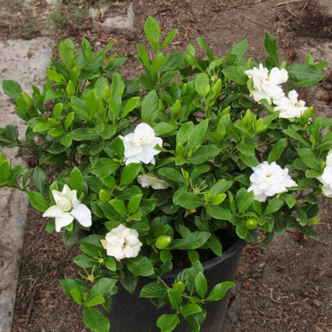 Dwarf Radicans Gardenia with white blooms