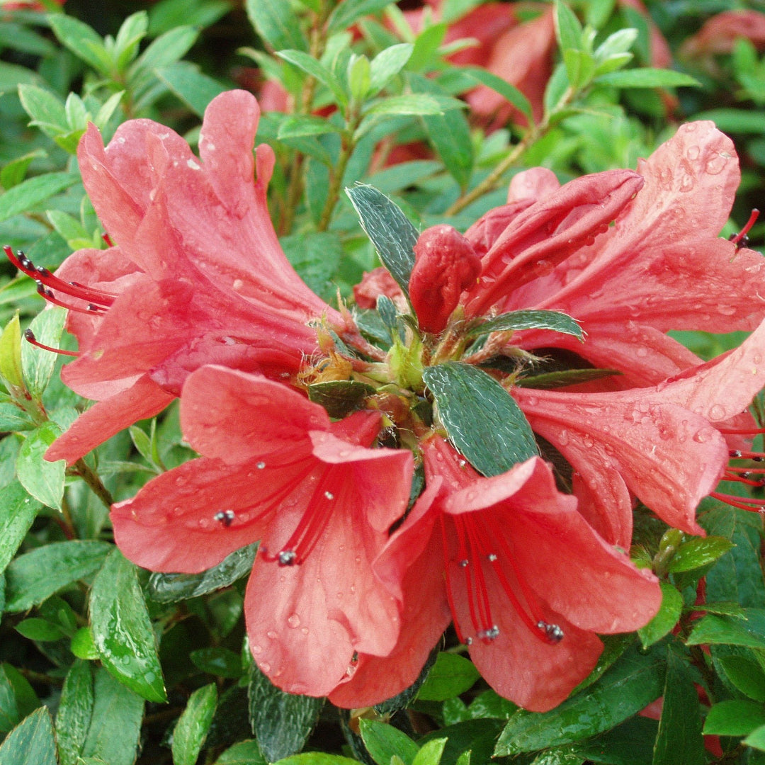 Alexander azalea Dwarf