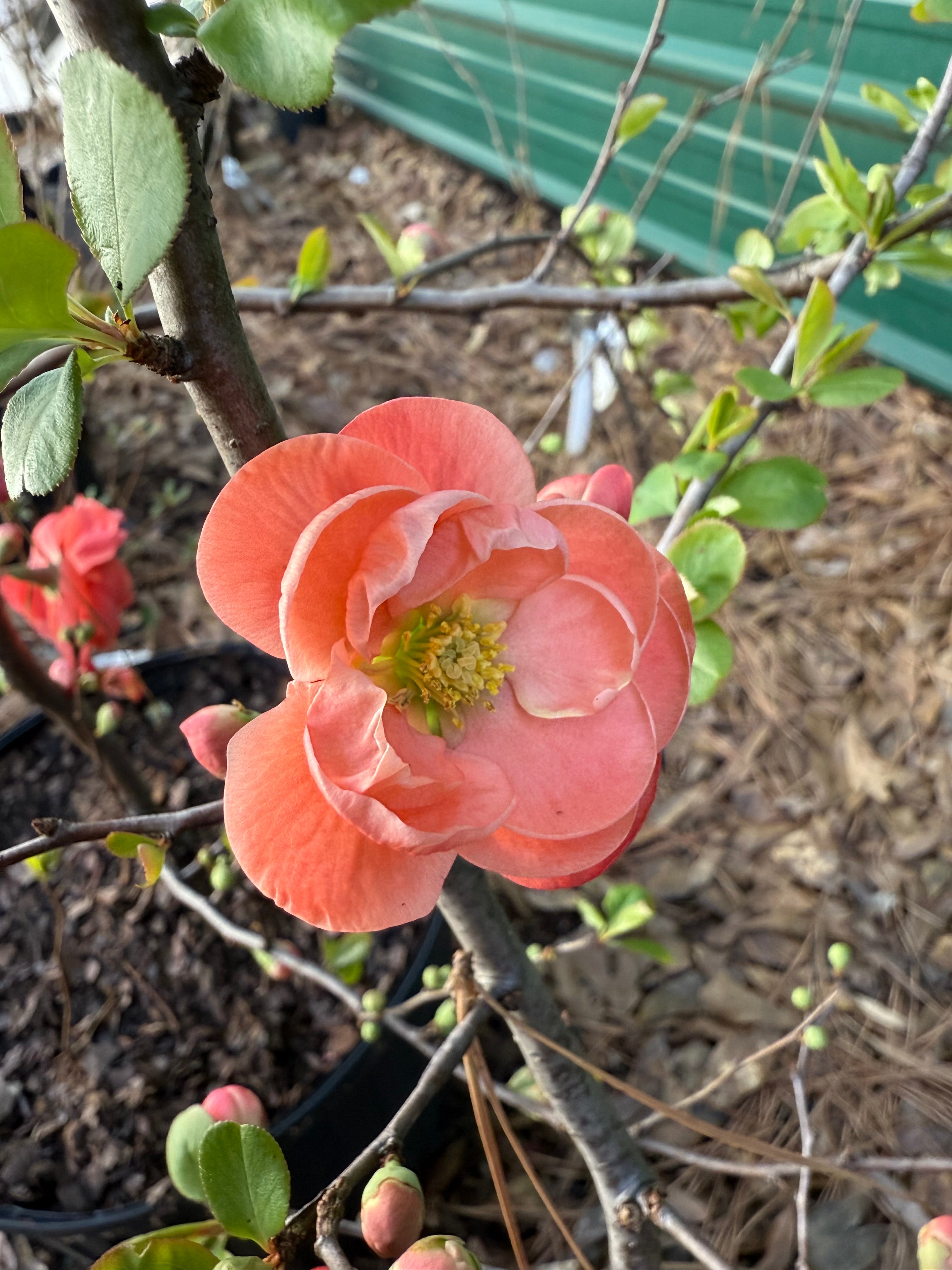 Chojuraku Flowering Quince