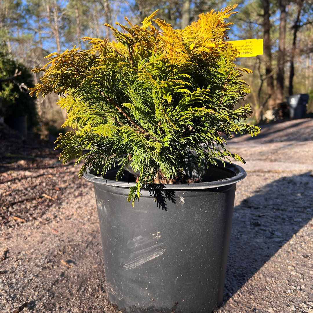 Cham Crippsii - Golden Hinoke Cypress