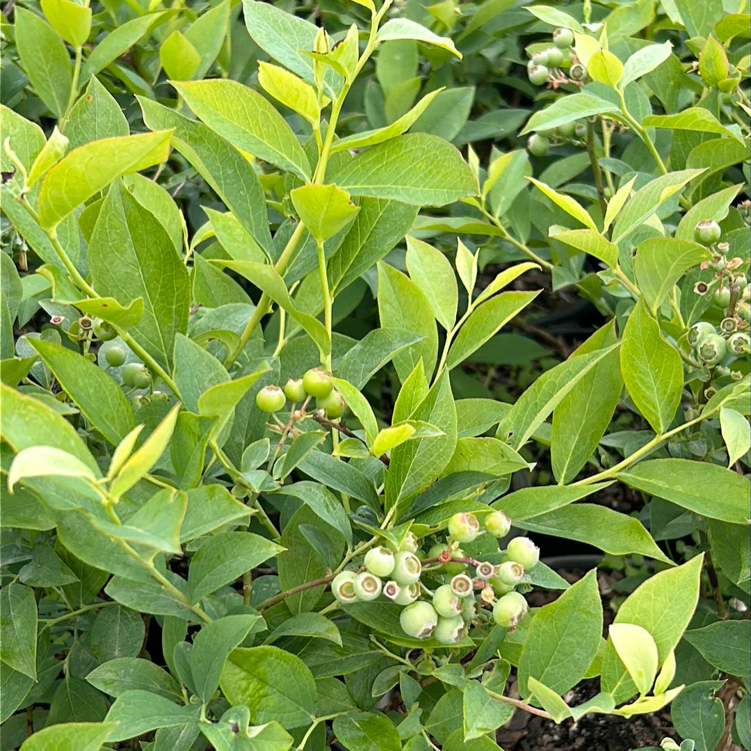 Backyard planting of Brightwell Rabbiteye Blueberry Bush