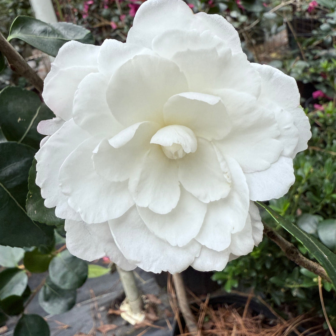 Seikaiha Camellia Sasanqua
