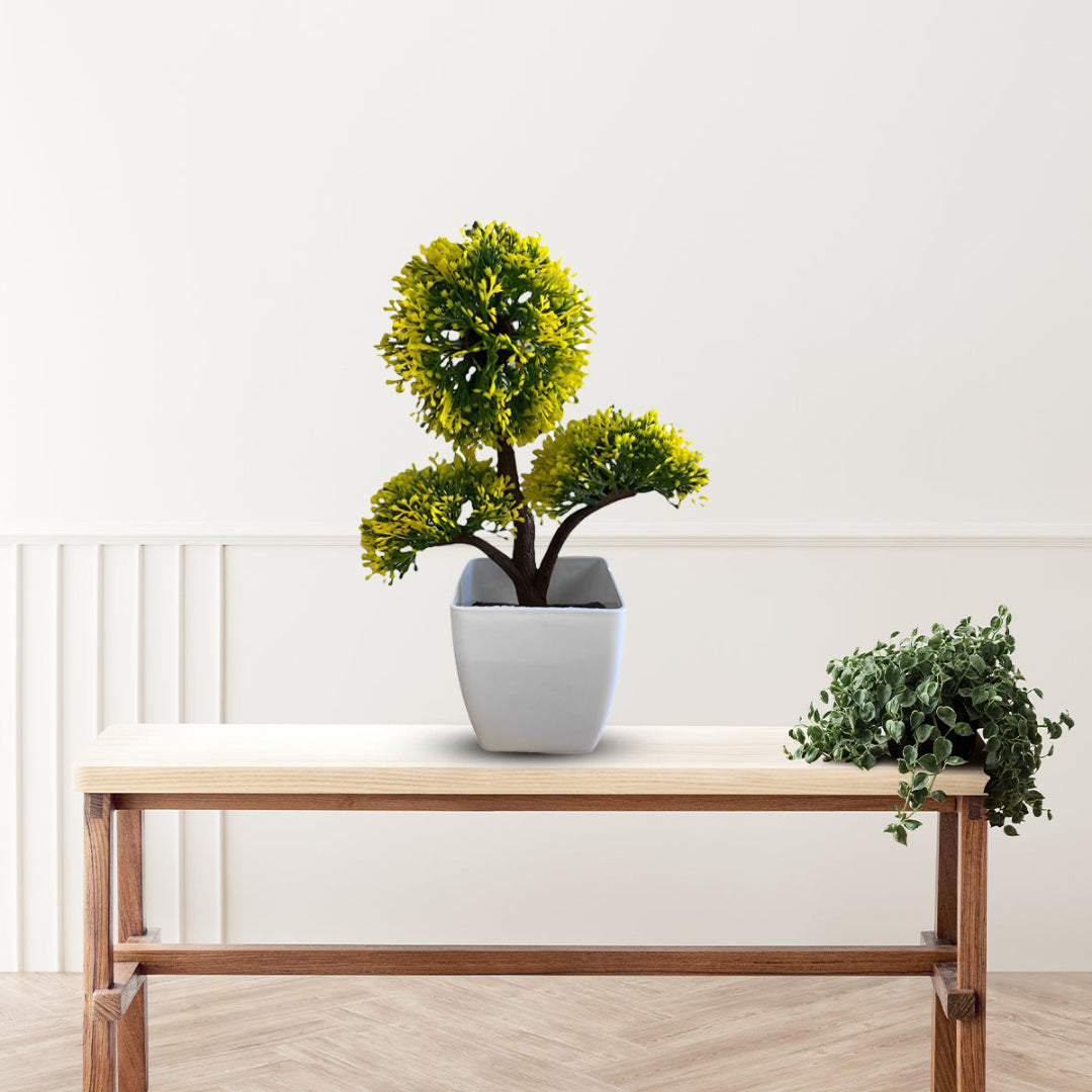 Gorgeous Bonsai in various colors ~ The Perfect Gift