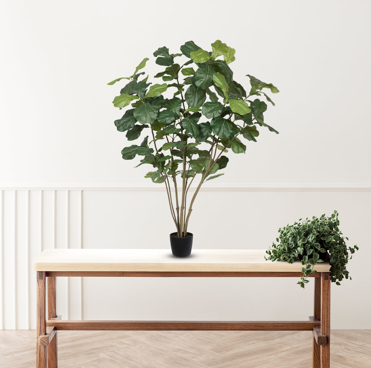 Fiddle Tree-Good Gift