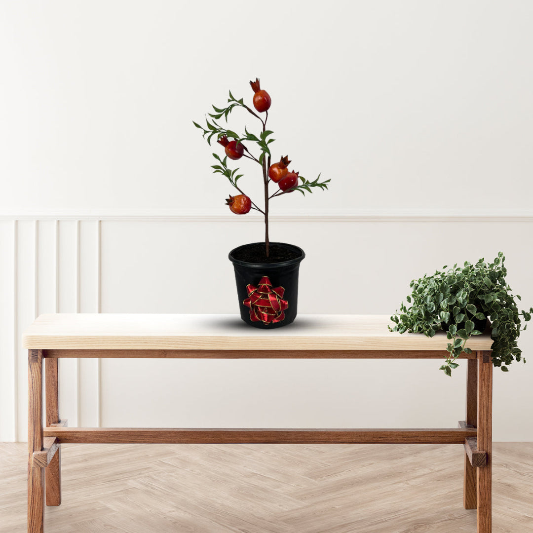 Pomegranate bonsai plant in decorative pot for indoor decor