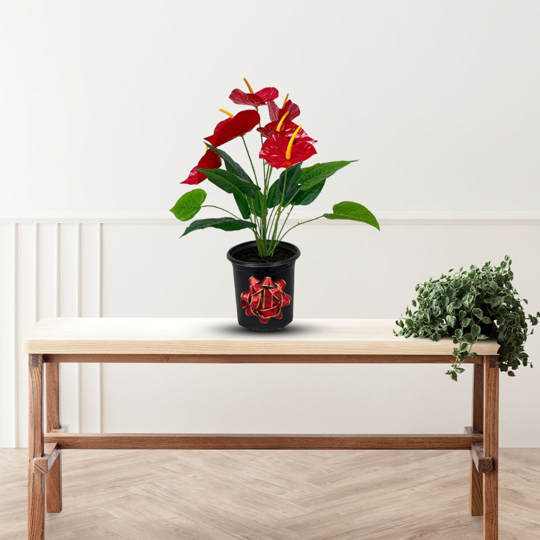 Faux Anthurium plant with red Anthurium flowers and glossy green foliage