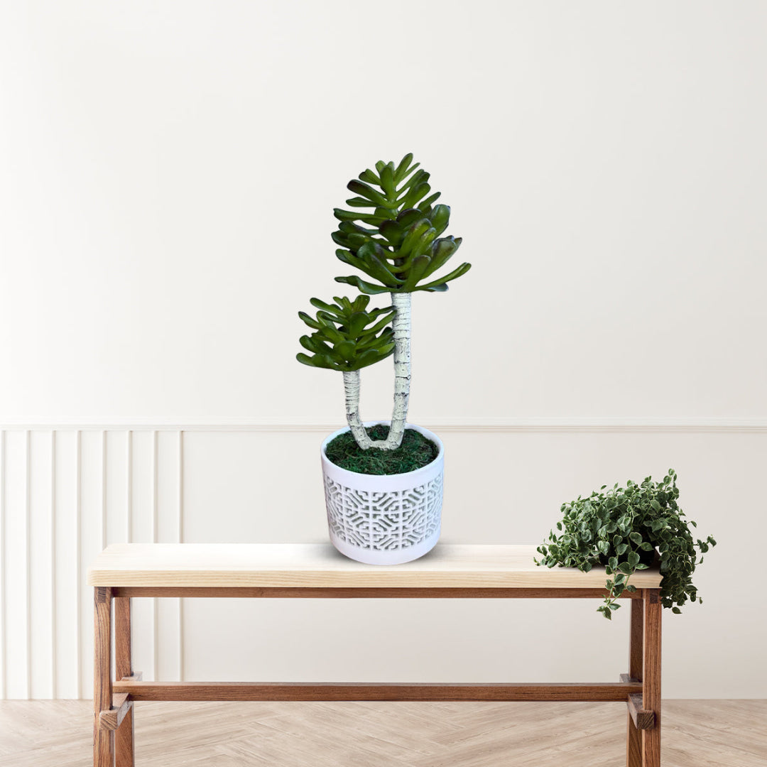 Stunning Plant in Ceramic pot -Good Gift