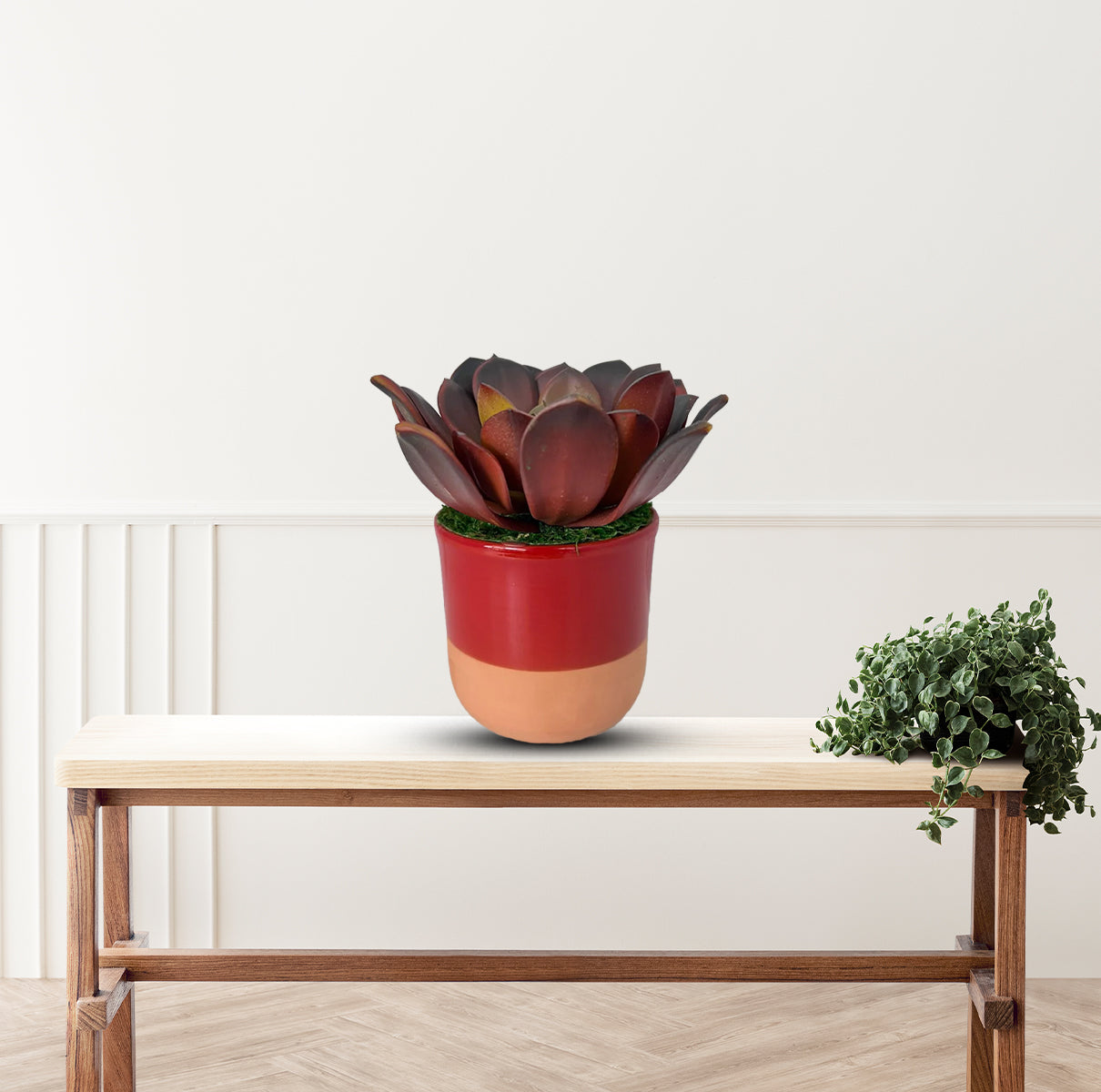 Cute Echeveria Red Succulent in Ceramic Pot - Artificial ~ The Perfect Christmas Gift