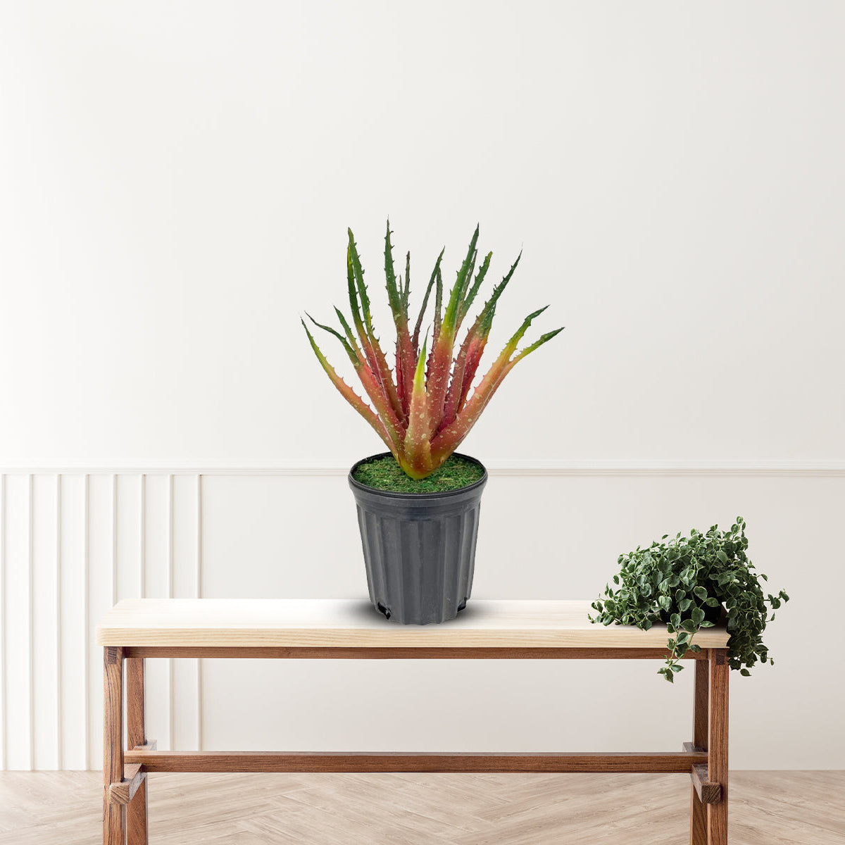 Gorgeous Aloe vera Plant in Ceramic Pot -Good Gift