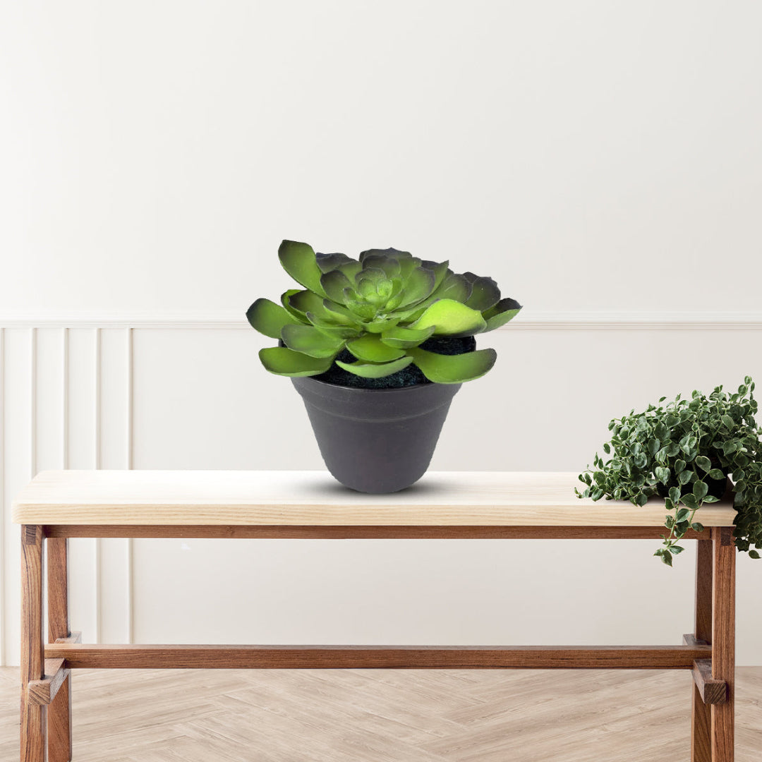 Gorgeous Echeveria in Color of Your Choice - Artificial