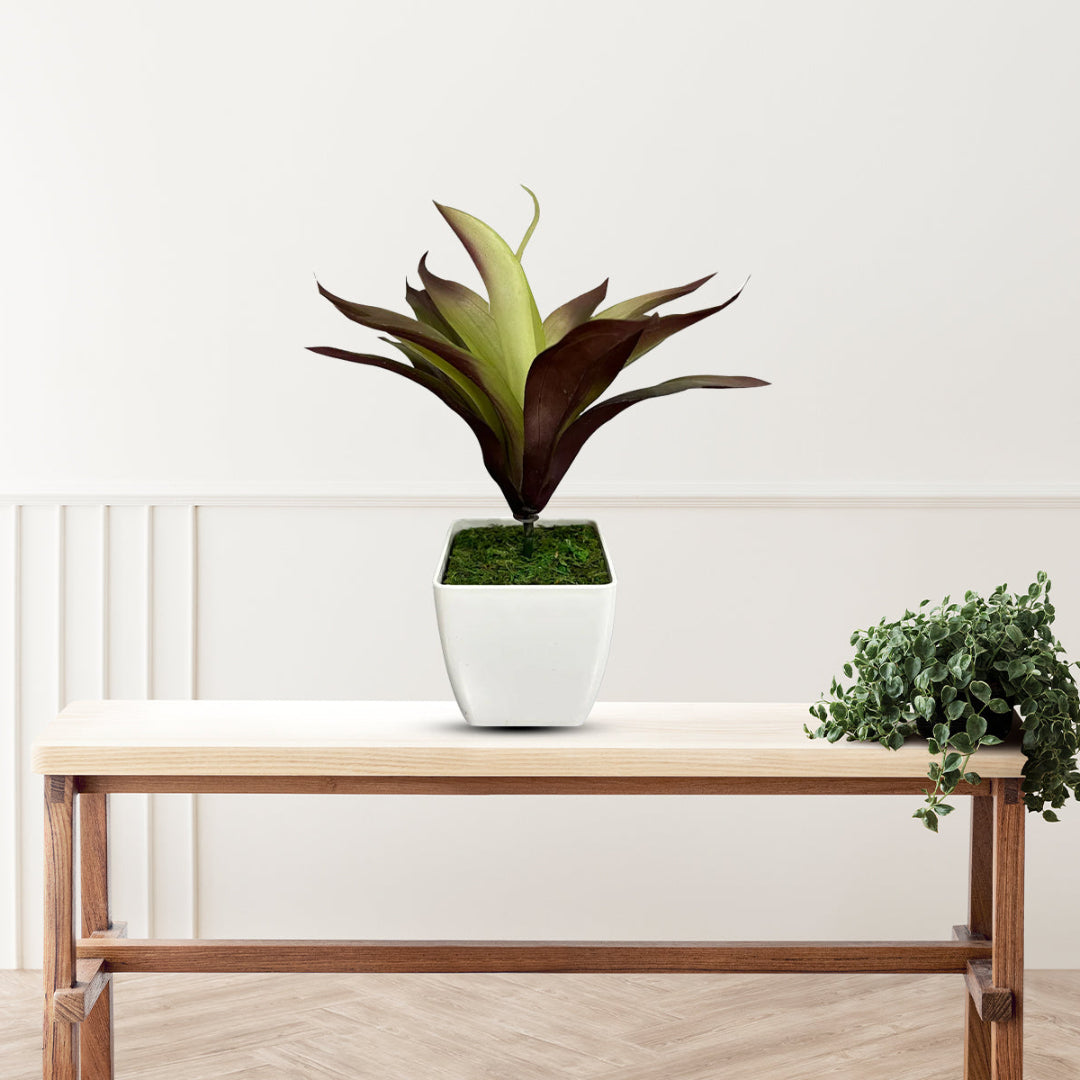 Gorgeous Bonsai - Good Gift