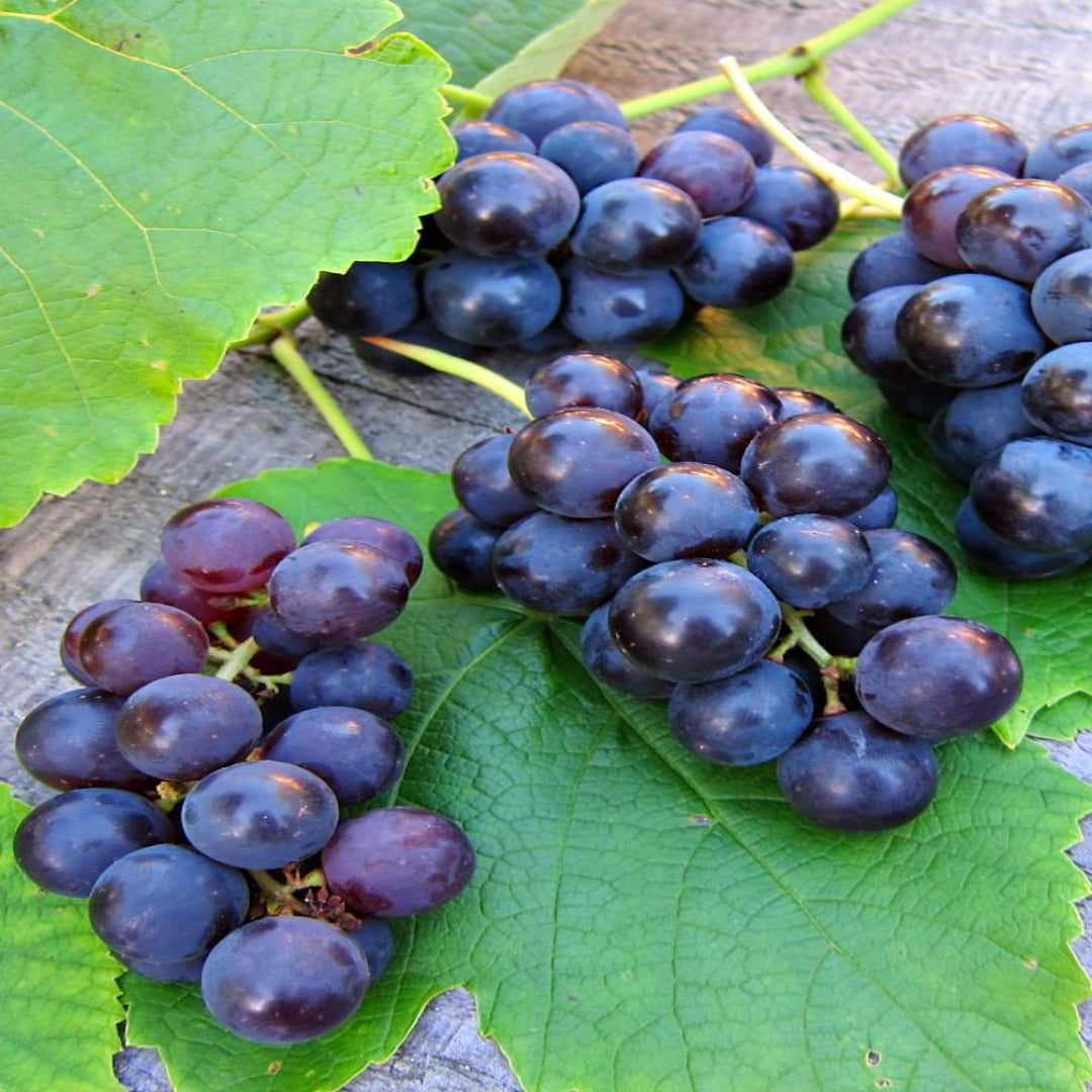 Venus Blue/Black Seedless Grape