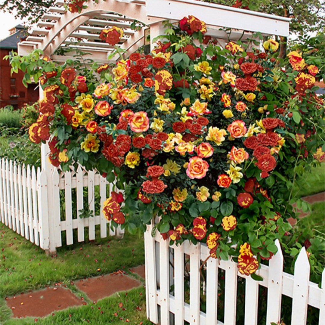 Pinata Climbing Rose