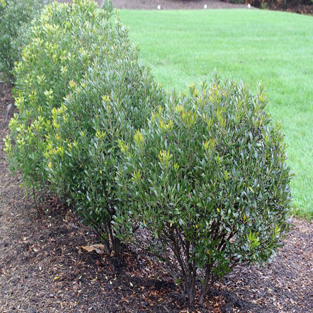 lnkberry-Shamrock Holly