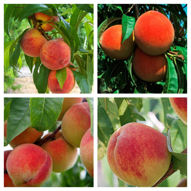4 In 1 Peach Cocktail Tree, 4 Different Peaches On One Plant