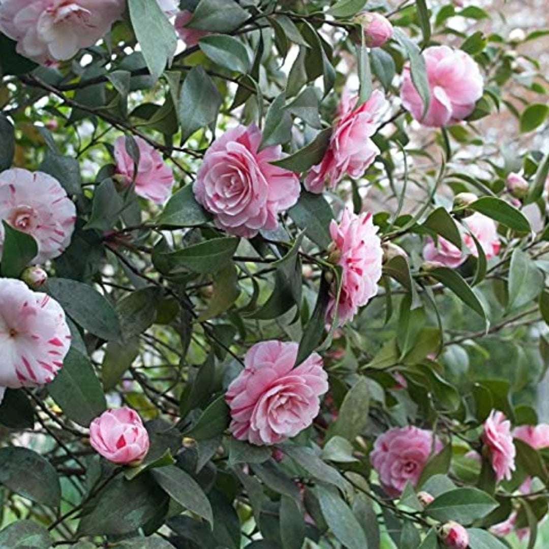 La Peppermint Camellia Japonica