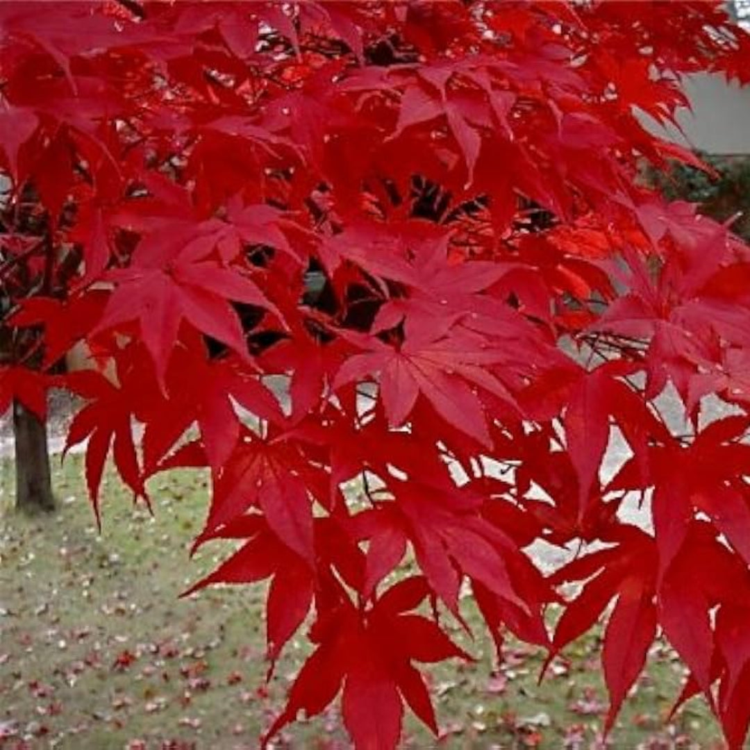 Oshio Beni Japanese Maple
