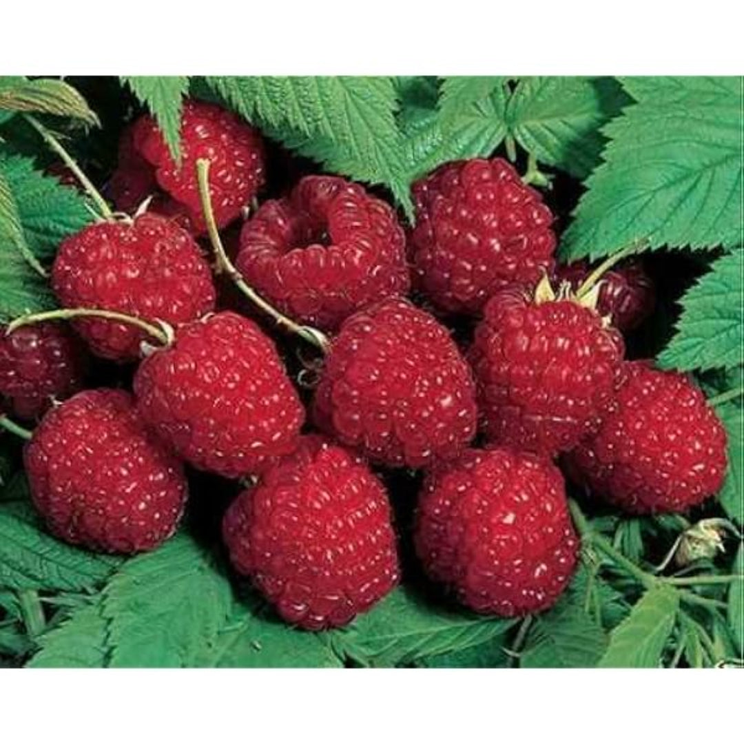 Dorman Red Raspberry