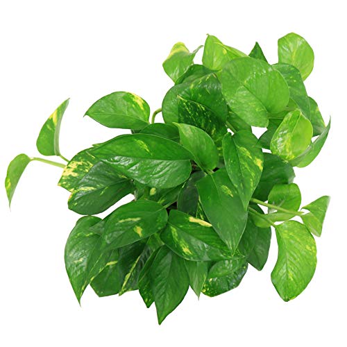 Golden Pothos – Easy Care Indoor Plant with Air-Purifying Variegated Foliage (Live Indoor Plant)