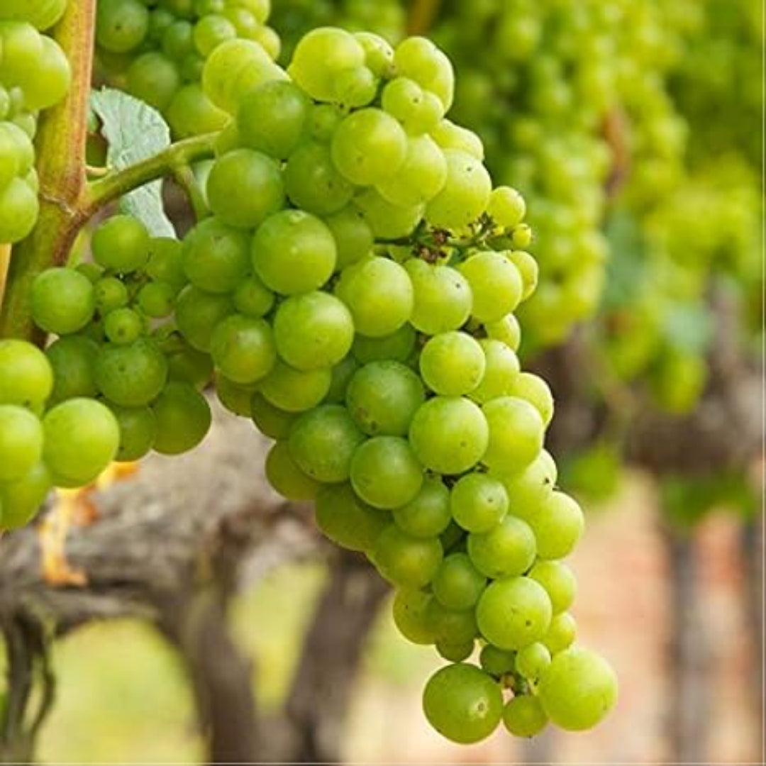 Chardonnay Grape Vine Shrub