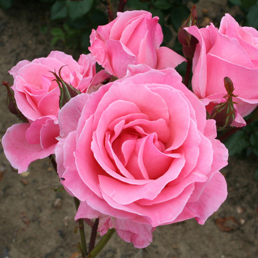 Climbing Queen Elizabeth Rose