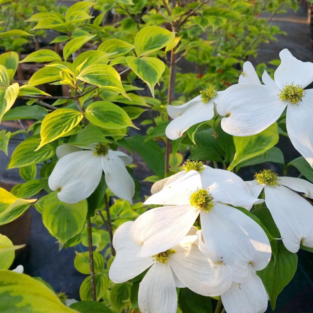 Dogwood Celestial Shadow (Hybrid) Tree