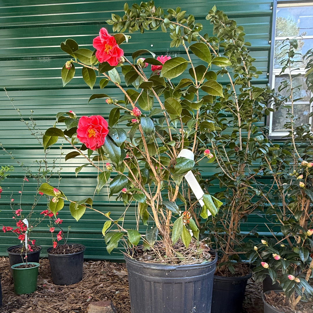 Lady Laura Camellia Japonica