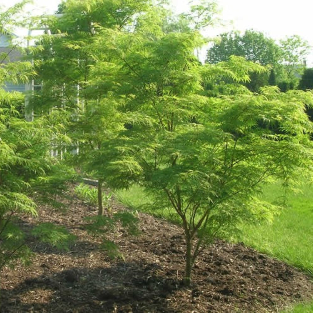Emerald Lace Japanese Maple