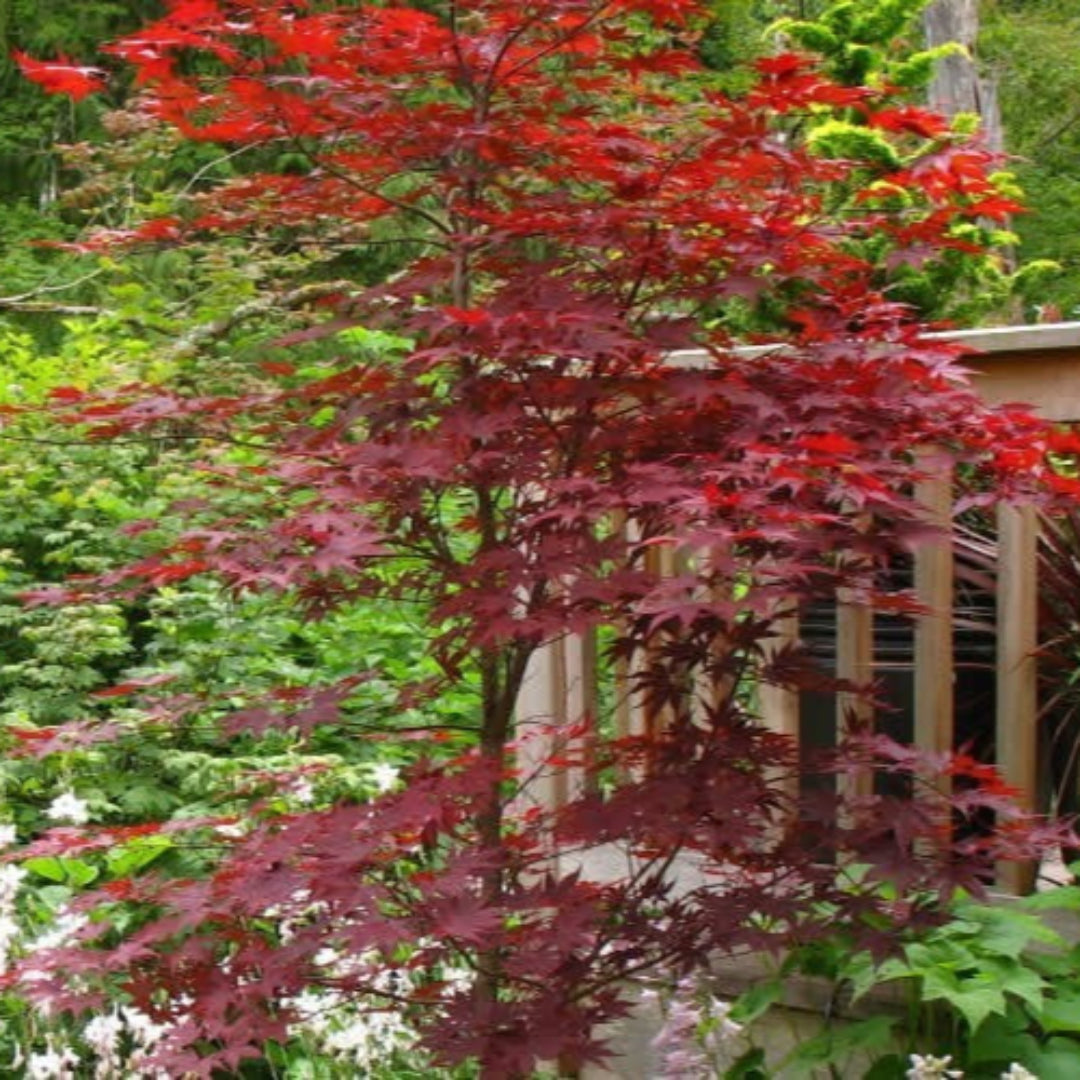 Okagami Japanese Maple