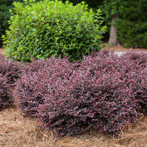 Crimson Fire Loropetalum - Pixies Gardens