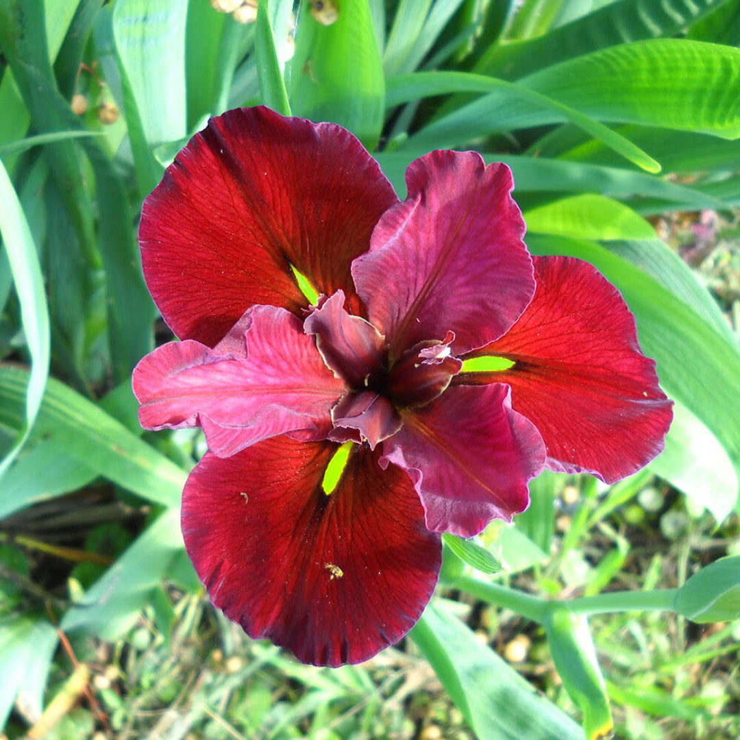 Iris Red Velvet Elvis